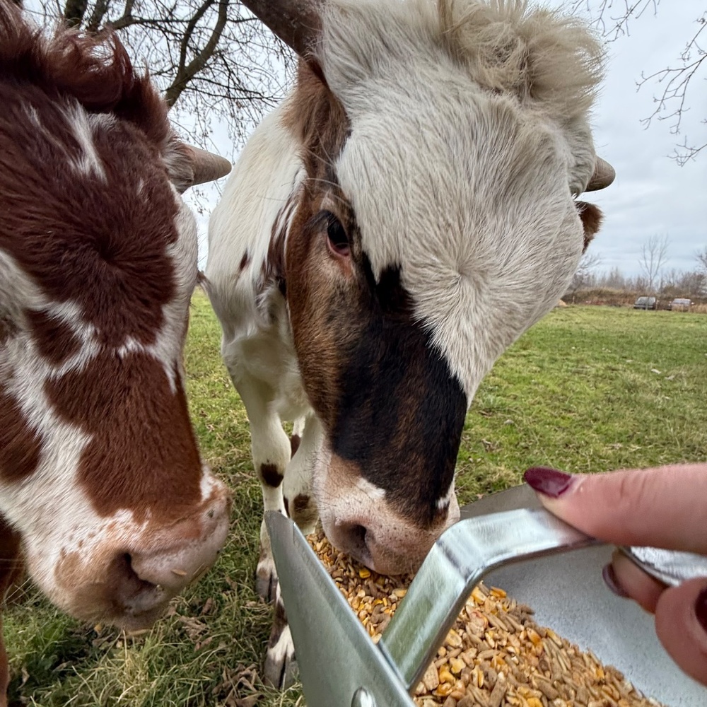 Our Farm, Our Life